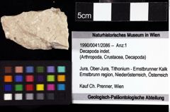 Foto (Objket + Etiketten) von Decapoda indet. 